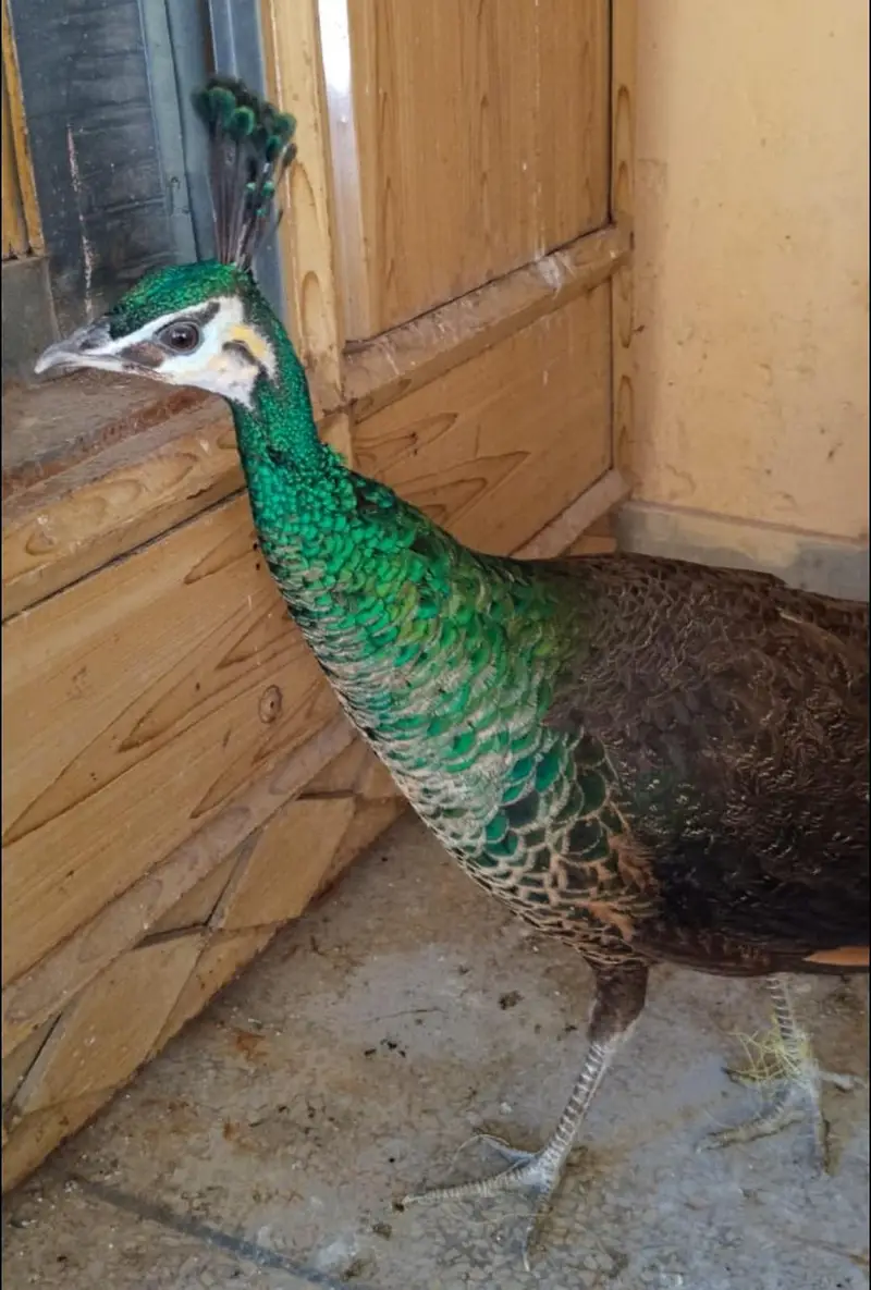 Amrid peacock pair — photo 2