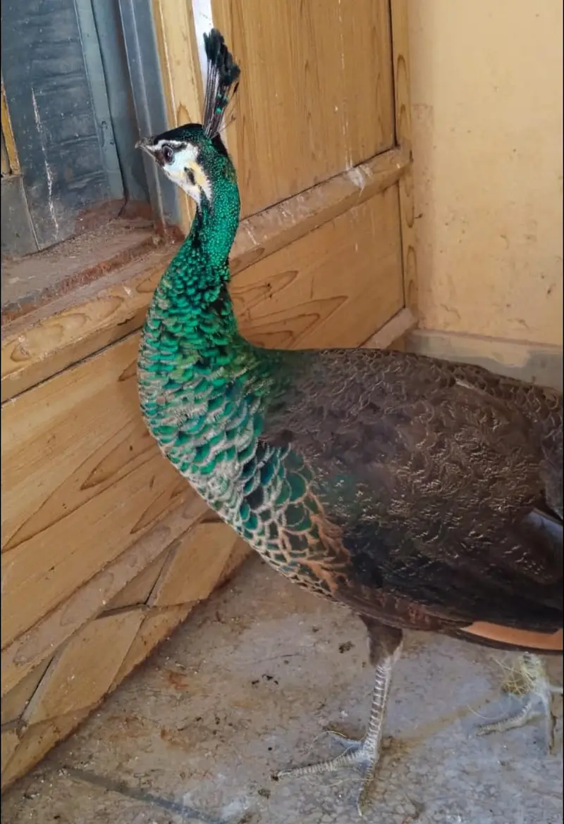 Amrid peacock pair — photo 3
