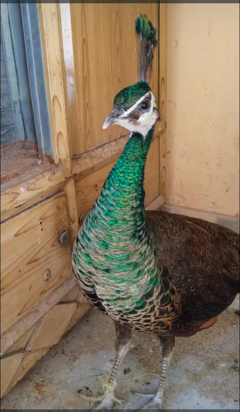 Amrid peacock pair — photo 4