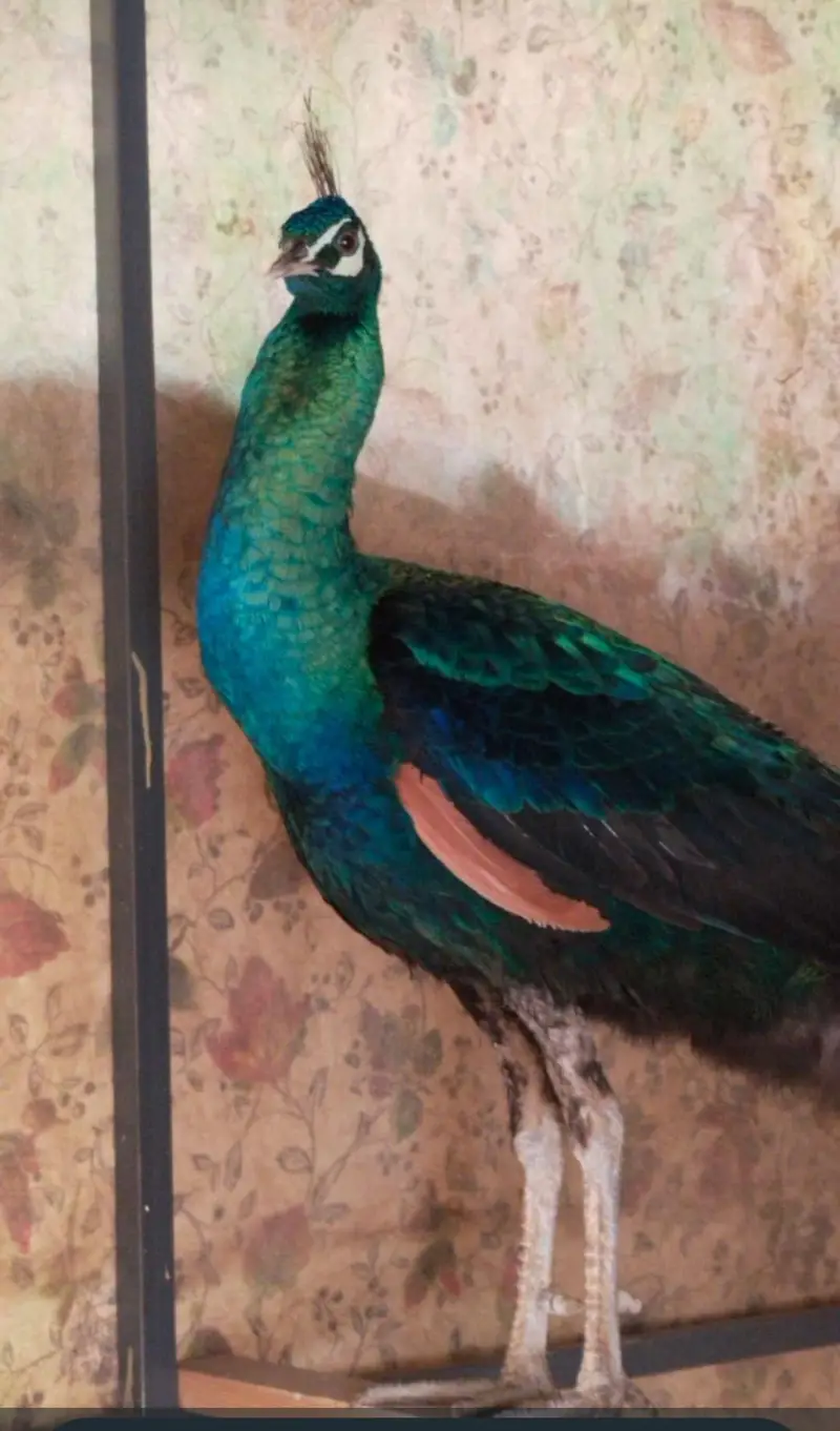 Amrid peacock pair — photo 5