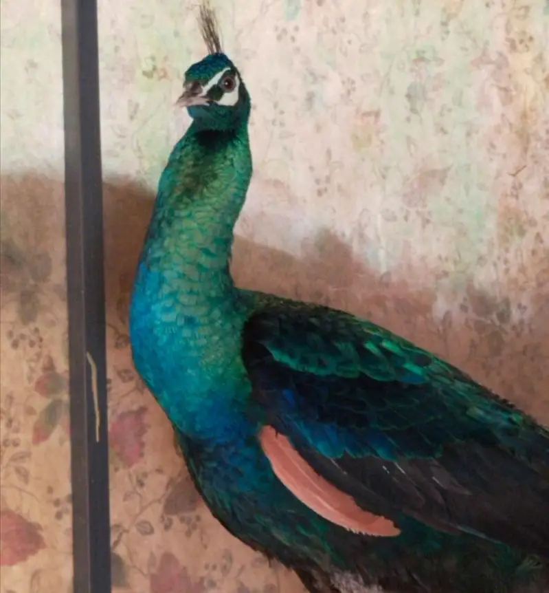Amrid peacock pair — photo 6