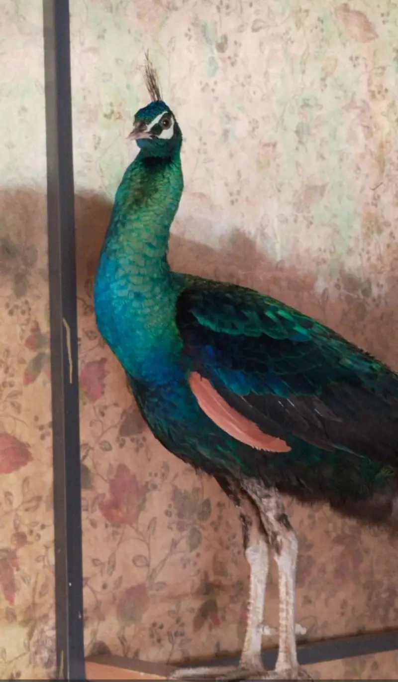 Amrid peacock pair — photo 7