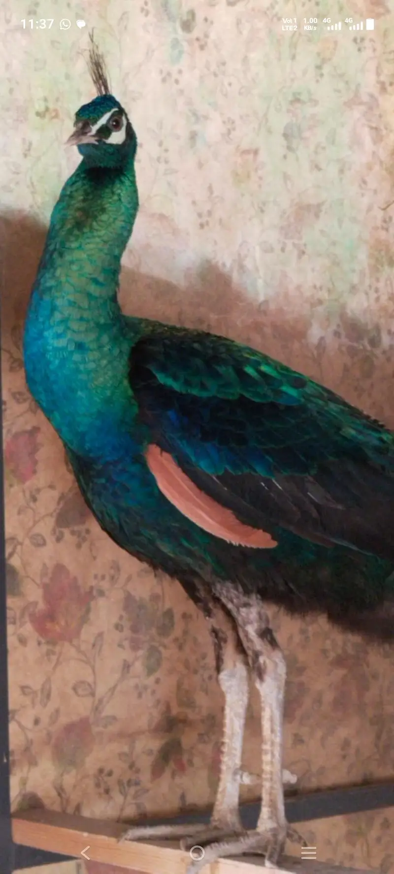 Amrid peacock pair — photo 8