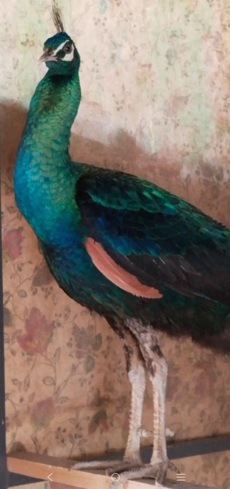 Amrid peacock pair — photo 9