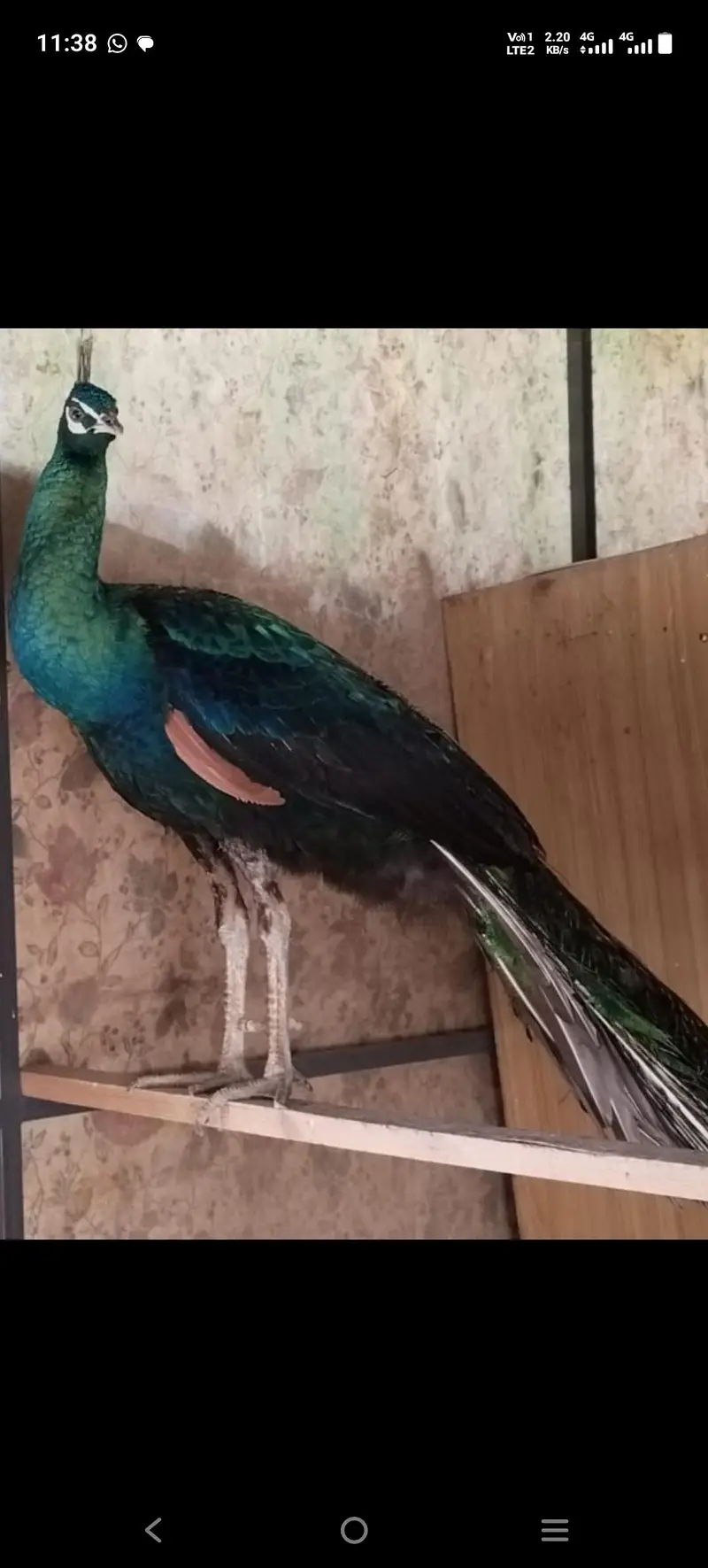 Amrid peacock pair — photo 10