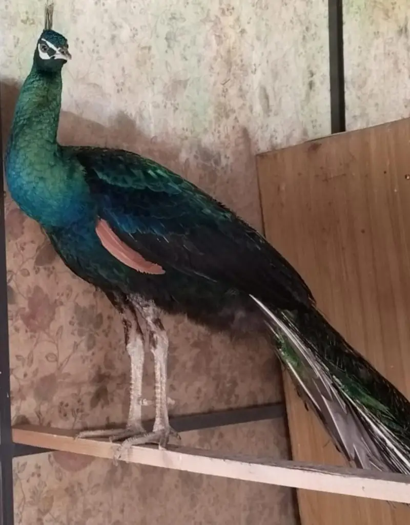 Amrid peacock pair — photo 11