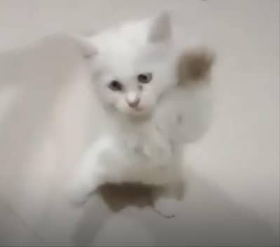White Male Kitten - 55 Days Old - Healthy & Playful