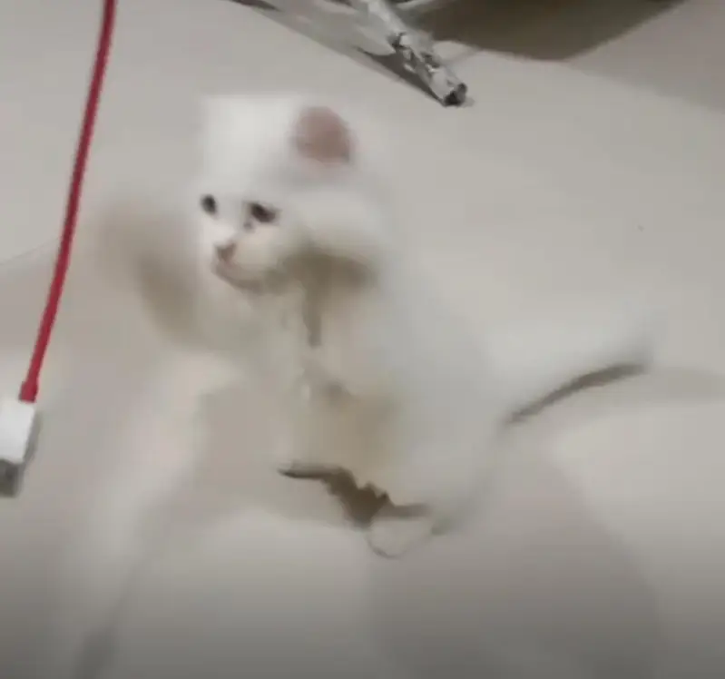 White Male Kitten - 55 Days Old - Healthy & Playful — photo 2