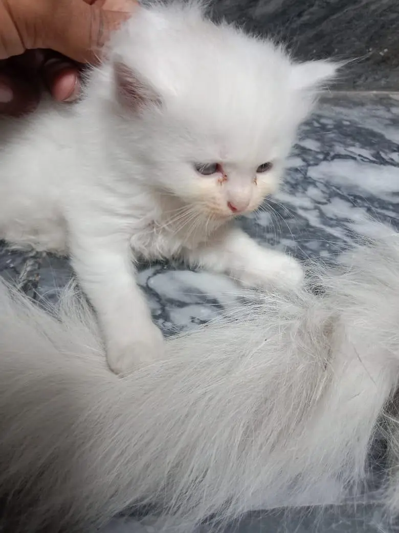 White Male Kitten - 55 Days Old - Healthy & Playful — photo 3