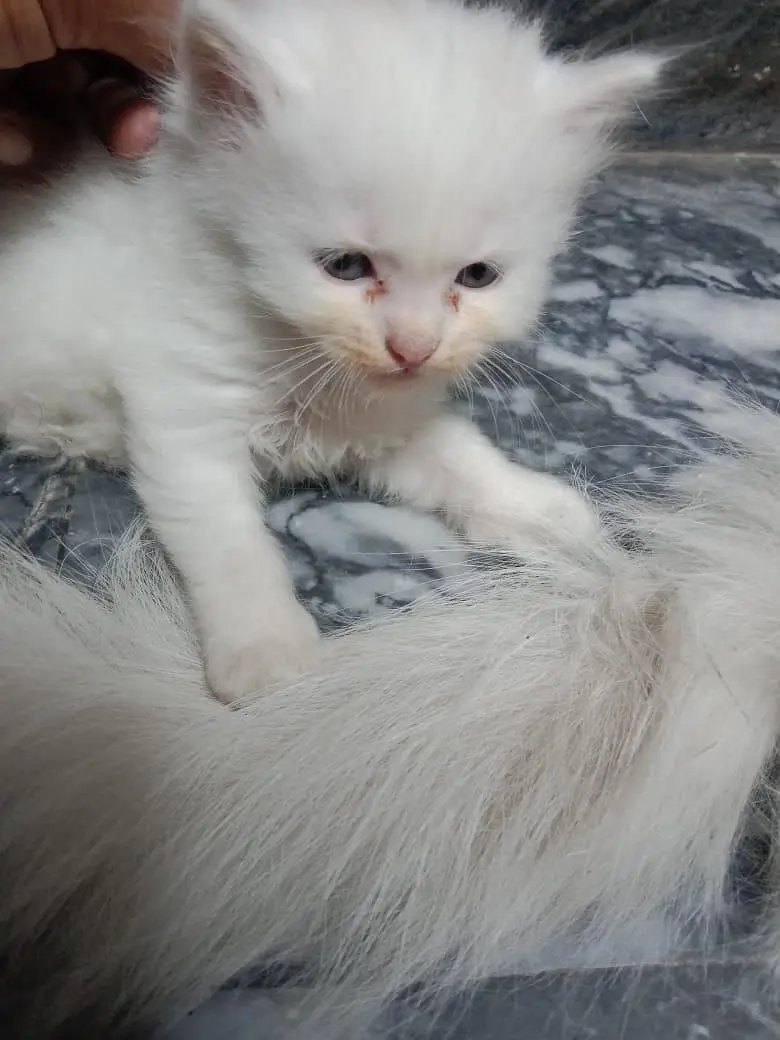 White Male Kitten - 55 Days Old - Healthy & Playful — photo 4