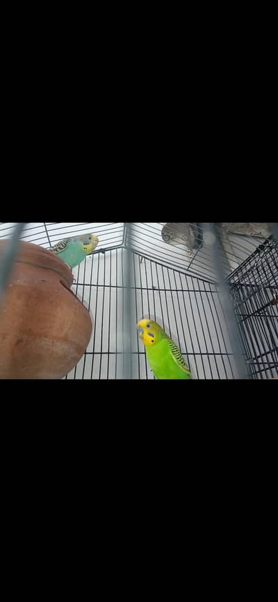Beautiful Budgies Breeder Pair