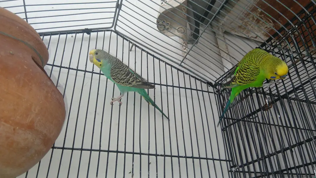 Beautiful Budgies Breeder Pair — photo 2