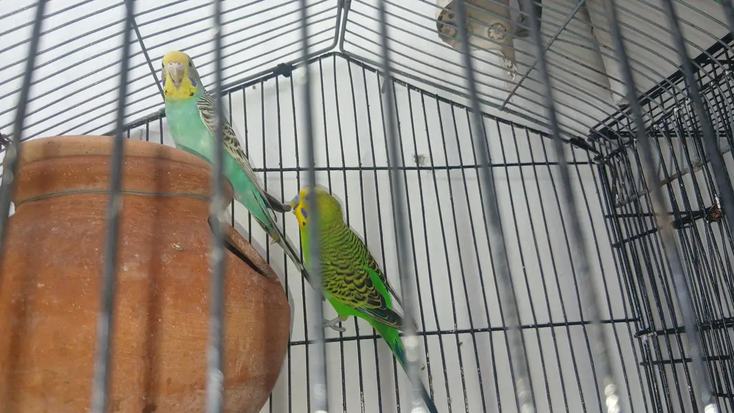 Beautiful Budgies Breeder Pair — photo 3
