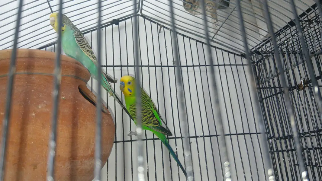 Beautiful Budgies Breeder Pair — photo 4