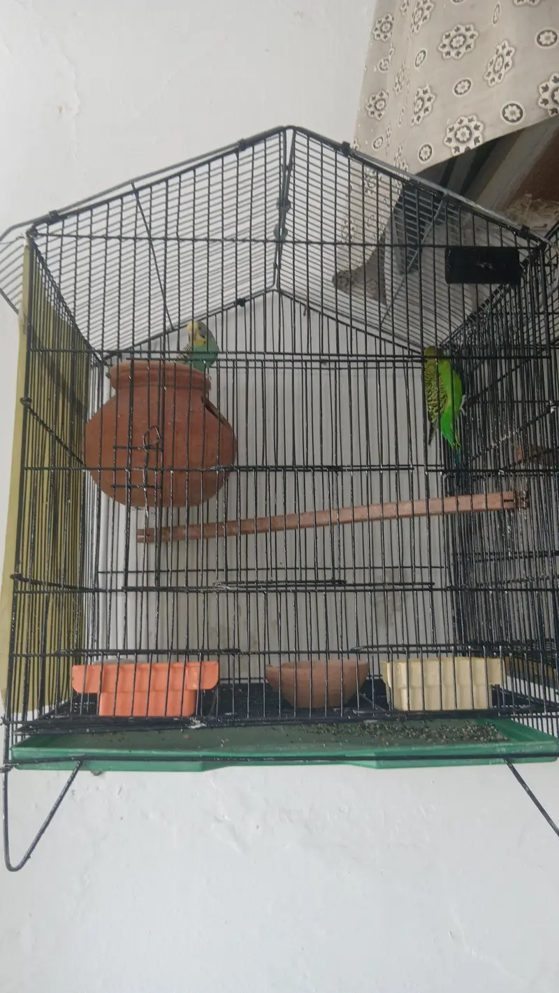 Beautiful Budgies Breeder Pair — photo 5