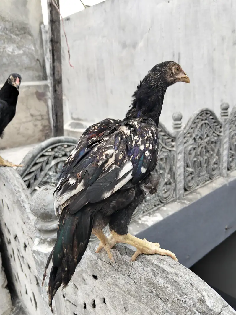sawa mushka jora forsale — photo 2