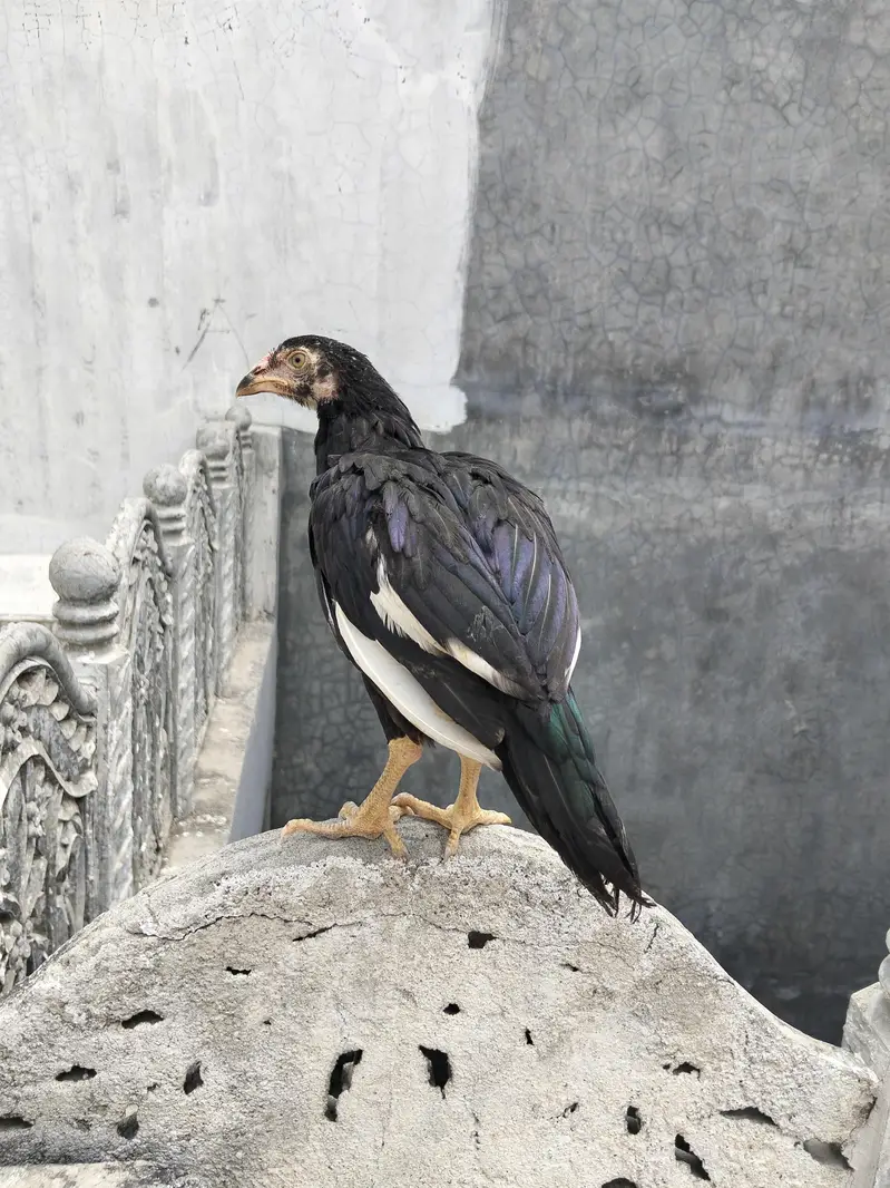 sawa mushka jora forsale — photo 4