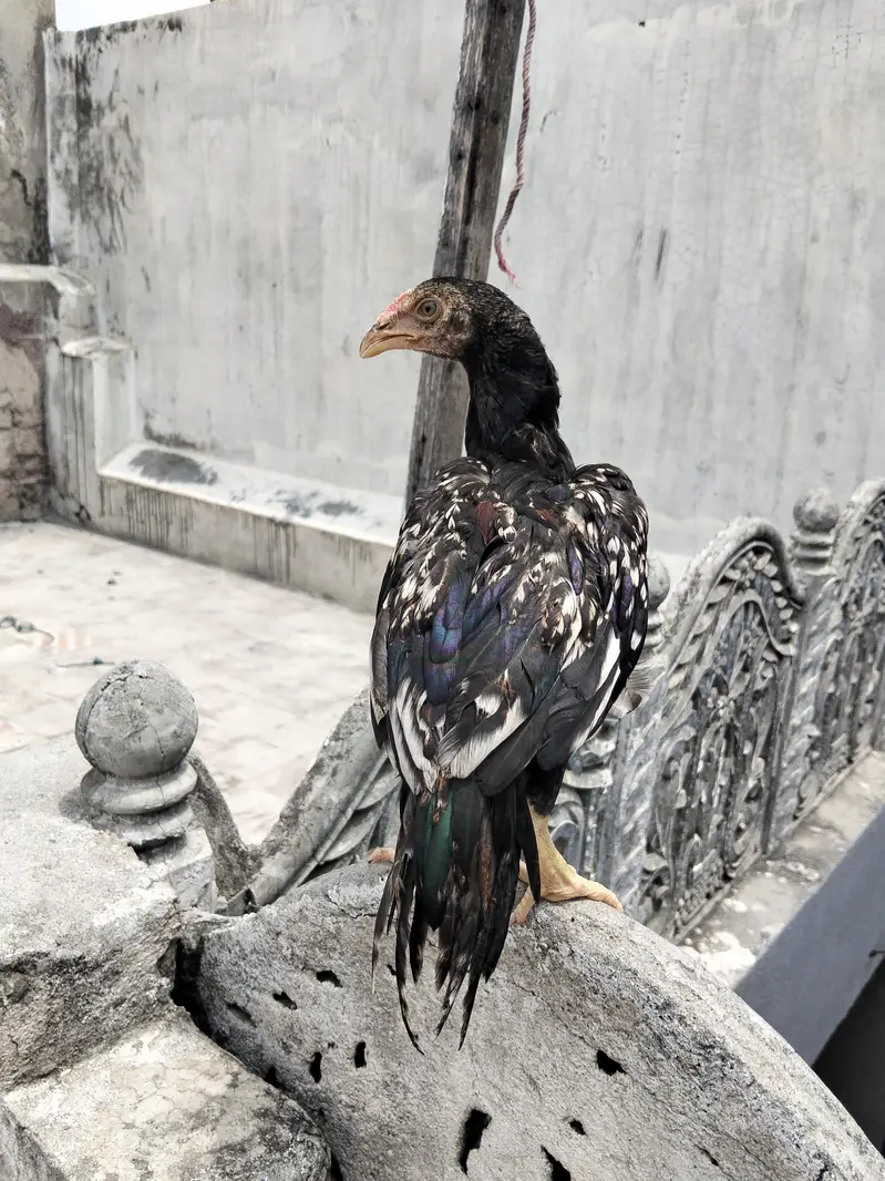 sawa mushka jora forsale — photo 5