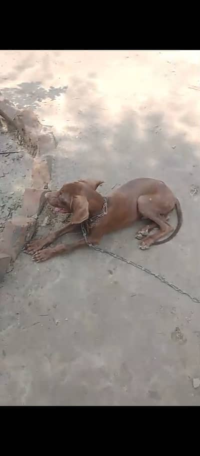 Pure pointer dogs male&female  age 4month 03238062009