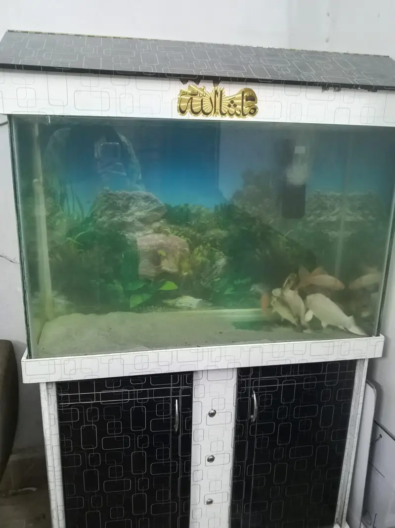 Aquarium Only — photo 3