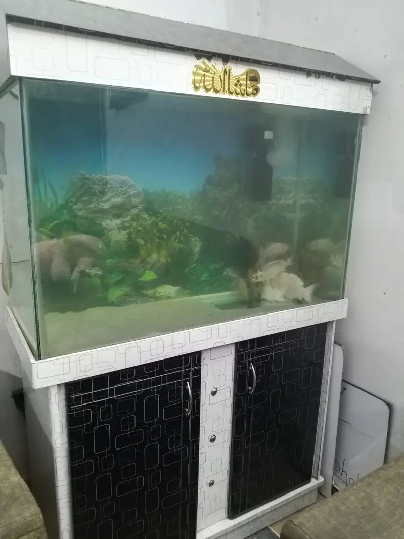 Aquarium Only — photo 4