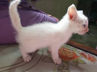 cats baby's