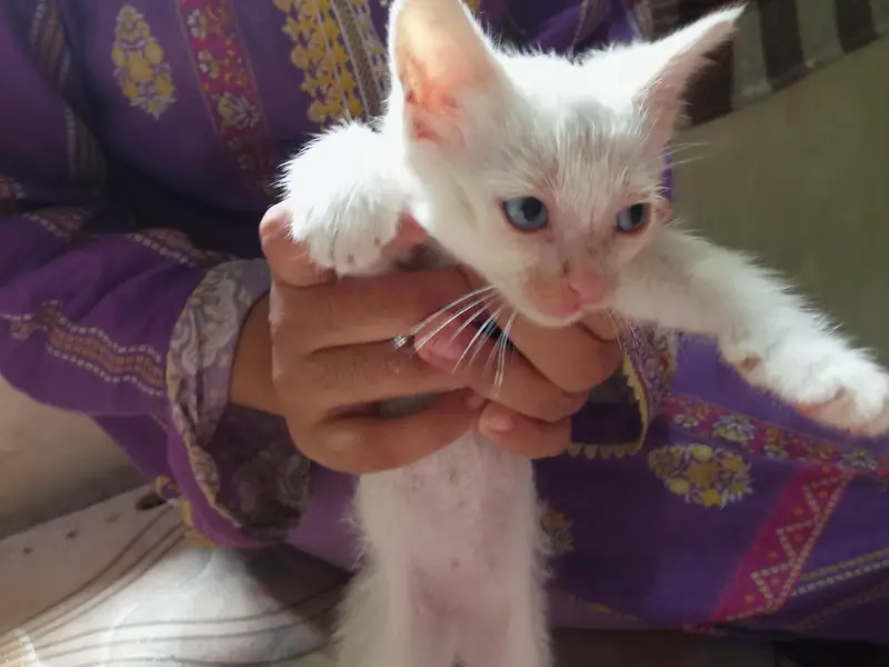 cats baby's — photo 2