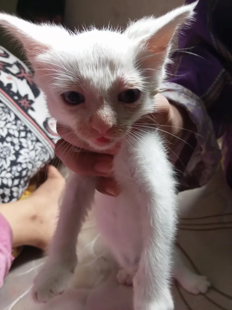 cats baby's — photo 3