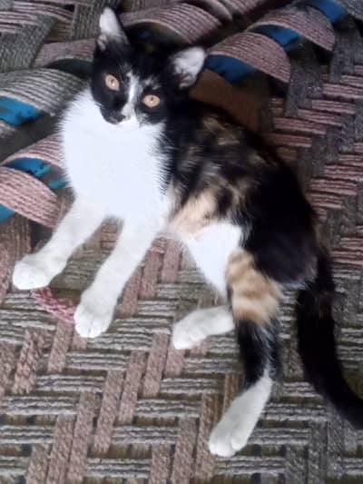 Cat for Sale