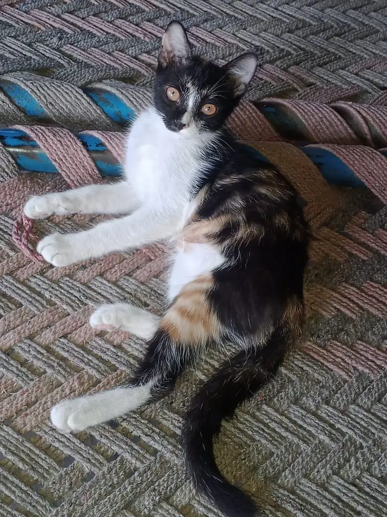 Cat for Sale — photo 2