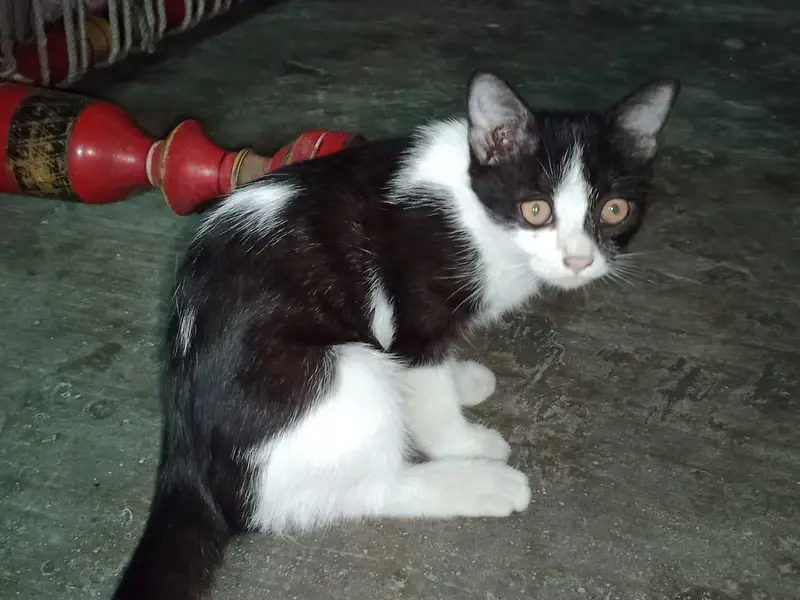 Cat for Sale — photo 3