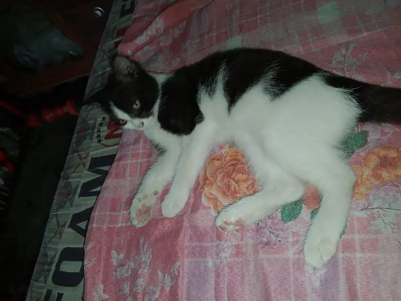 Cat for Sale — photo 4