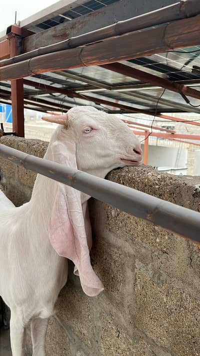 Gulabi white eyes