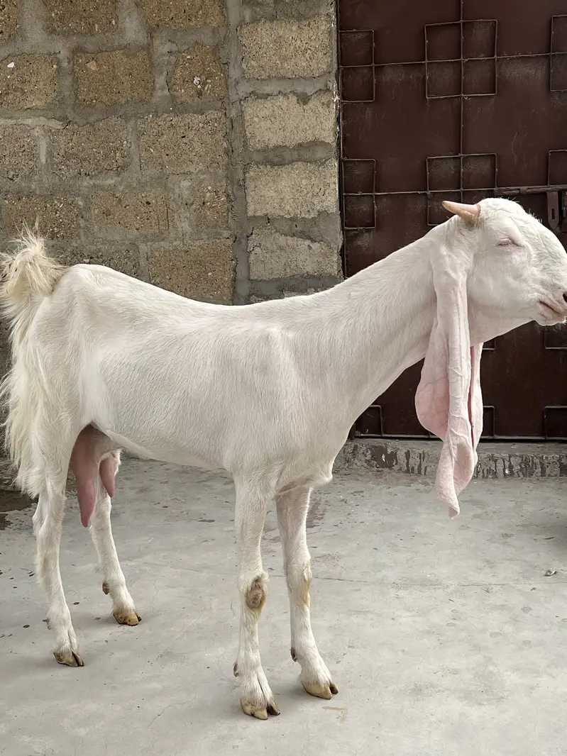 Gulabi white eyes — photo 2
