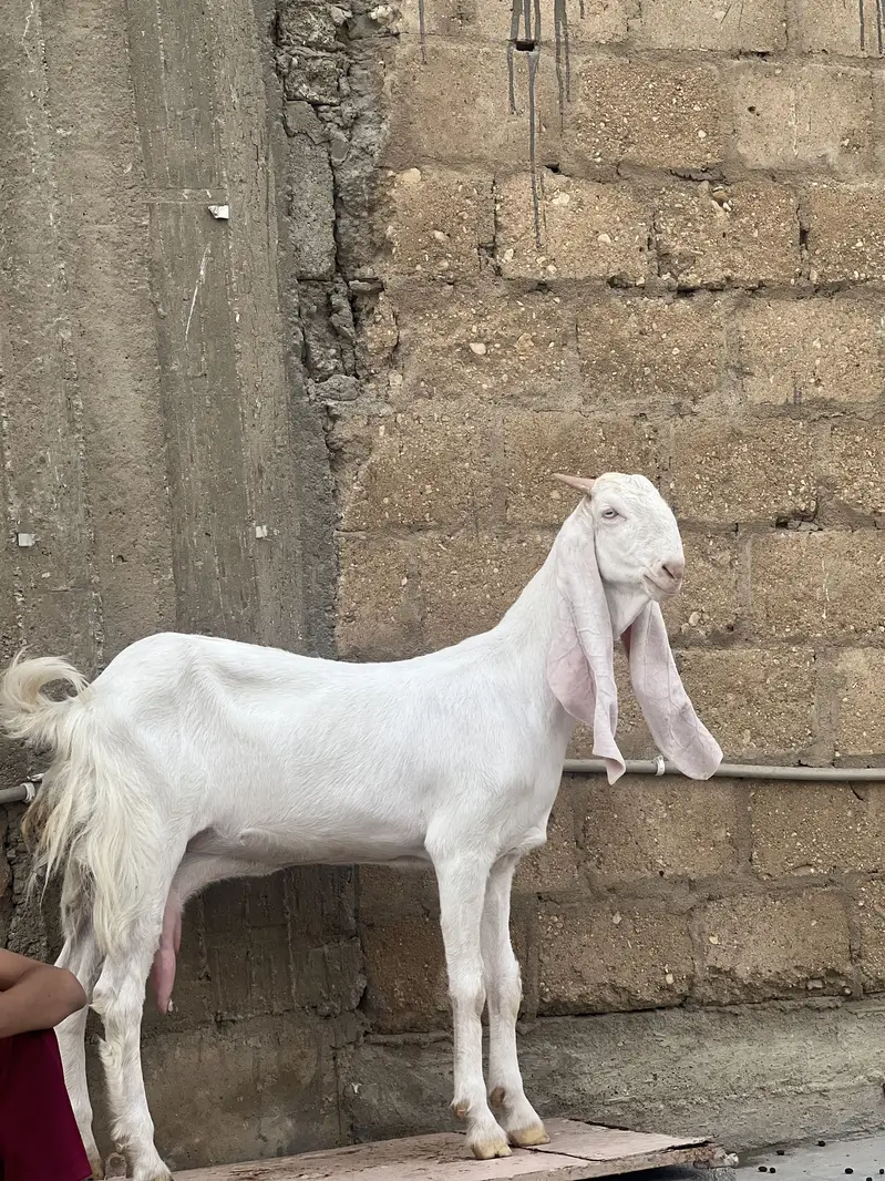 Gulabi white eyes — photo 4