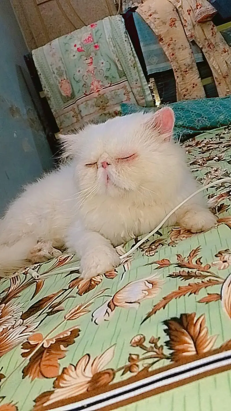 White piki male adult for urgent sale — photo 2