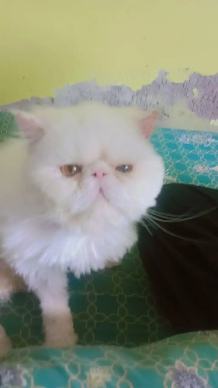 White piki male adult for urgent sale — photo 3