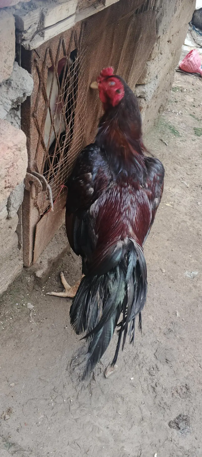 aseel pairs — photo 2