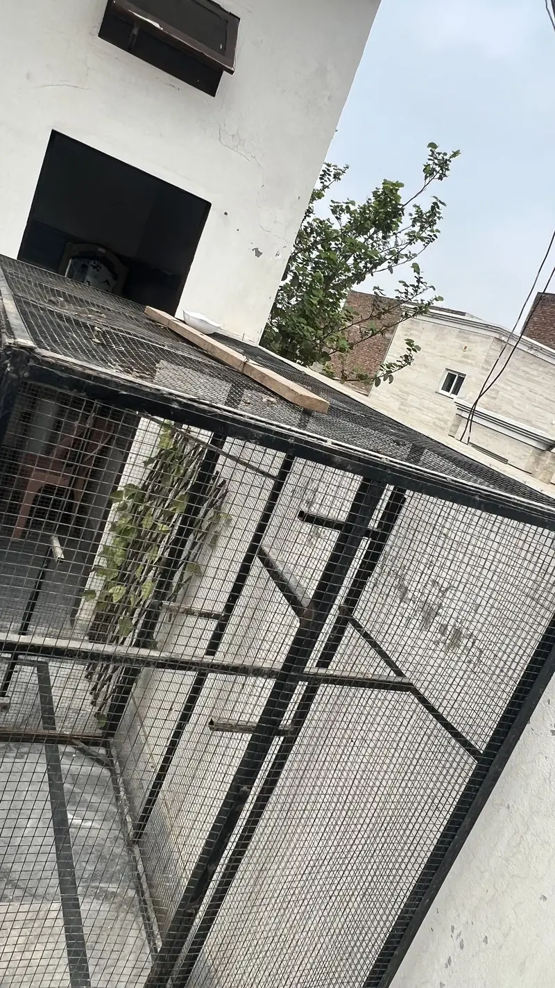 Cage For Sale  condition 10/10 Hight 5 feet Length 5 Feet Depth 3 Feet — photo 5