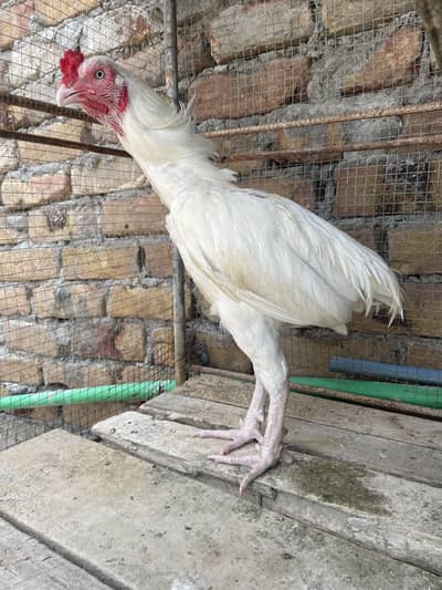 White herra