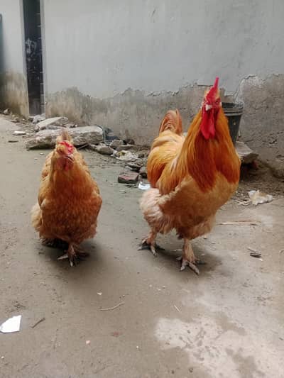 golden heavy buff up for sale