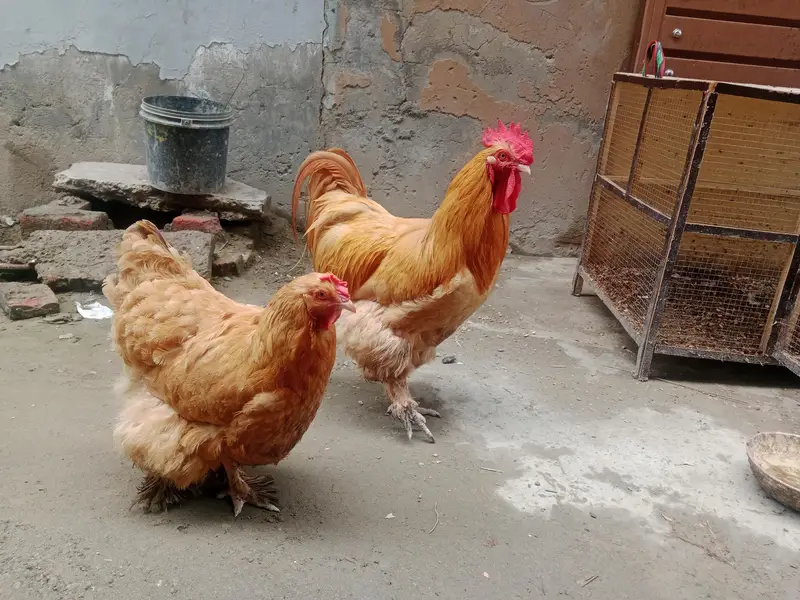 golden heavy buff up for sale — photo 2