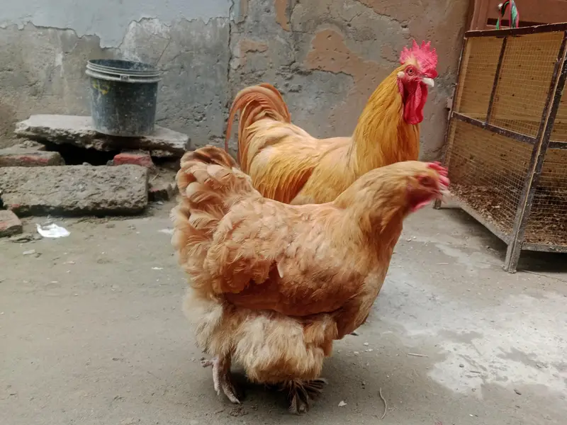 golden heavy buff up for sale — photo 3