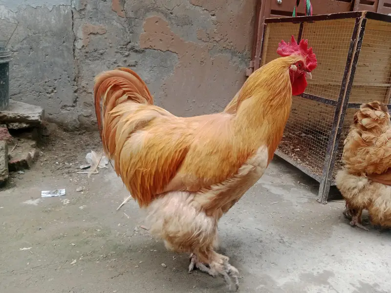 golden heavy buff up for sale — photo 4