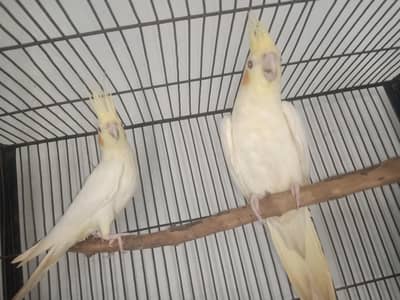  Lutino Cockatiel Pair For Sale 