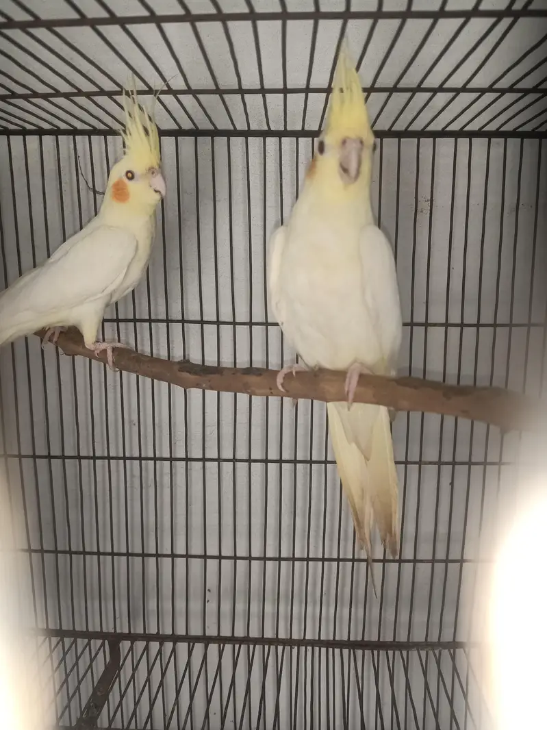  Lutino Cockatiel Pair For Sale  — photo 2