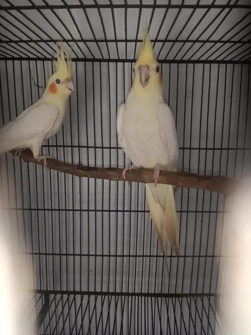  Lutino Cockatiel Pair For Sale  — photo 3