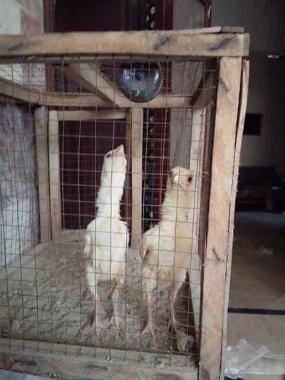 heera chicks