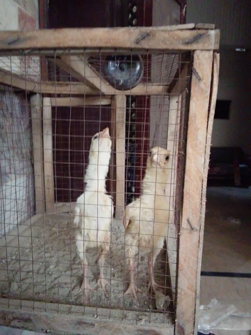 heera chicks 0