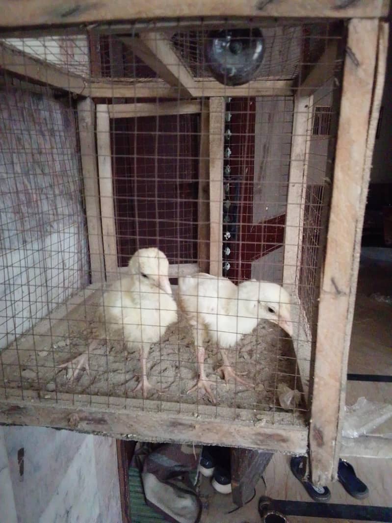 heera chicks 1